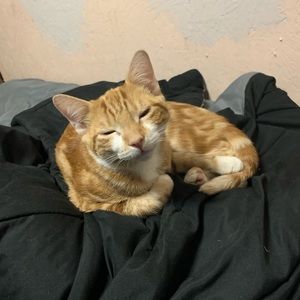 Meet your Posher, Sierra